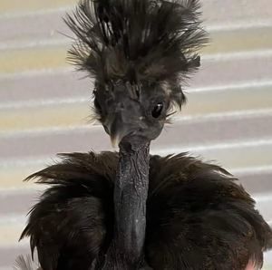 Meet your Posher, Shelly